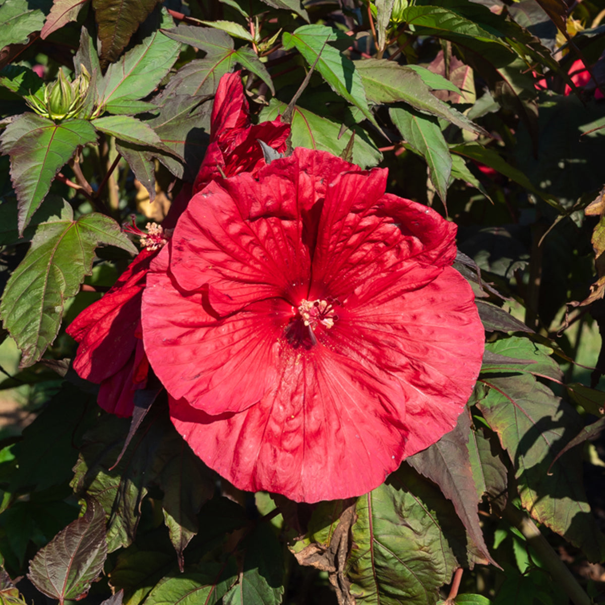 Hibiscus des marais Carrousel® Geant Red - Hibiscus moscheutos Carrousel Geant Red® - Willemse