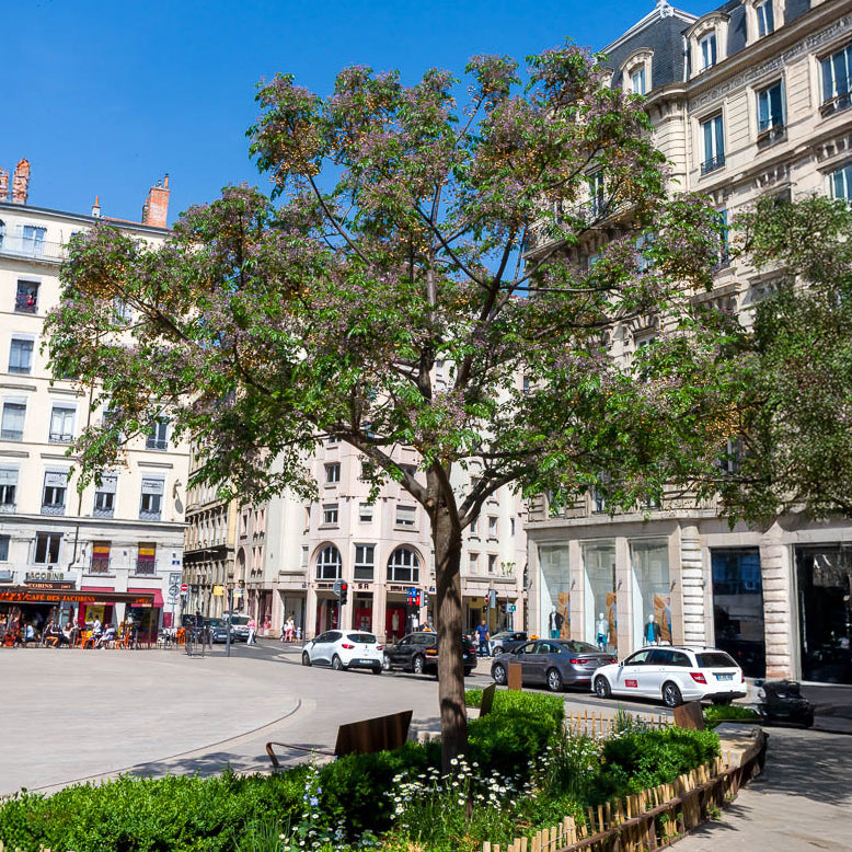 Lilas de Perse - Margousier - Melia azedarach - Willemse