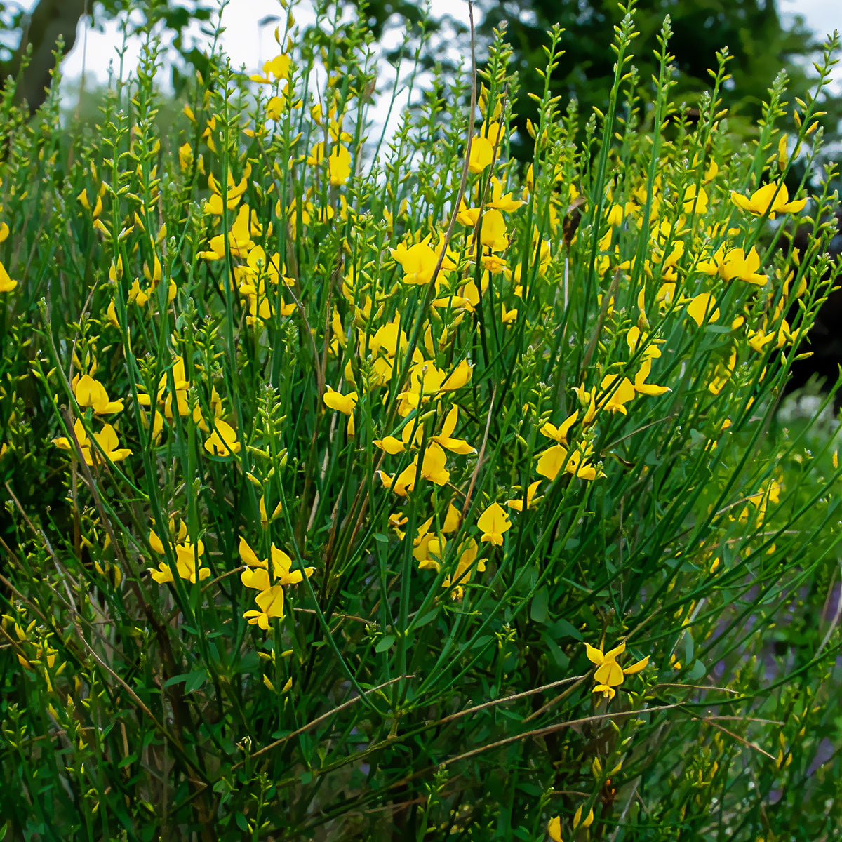 Genêt d'Espagne - Spartium junceum - Willemse