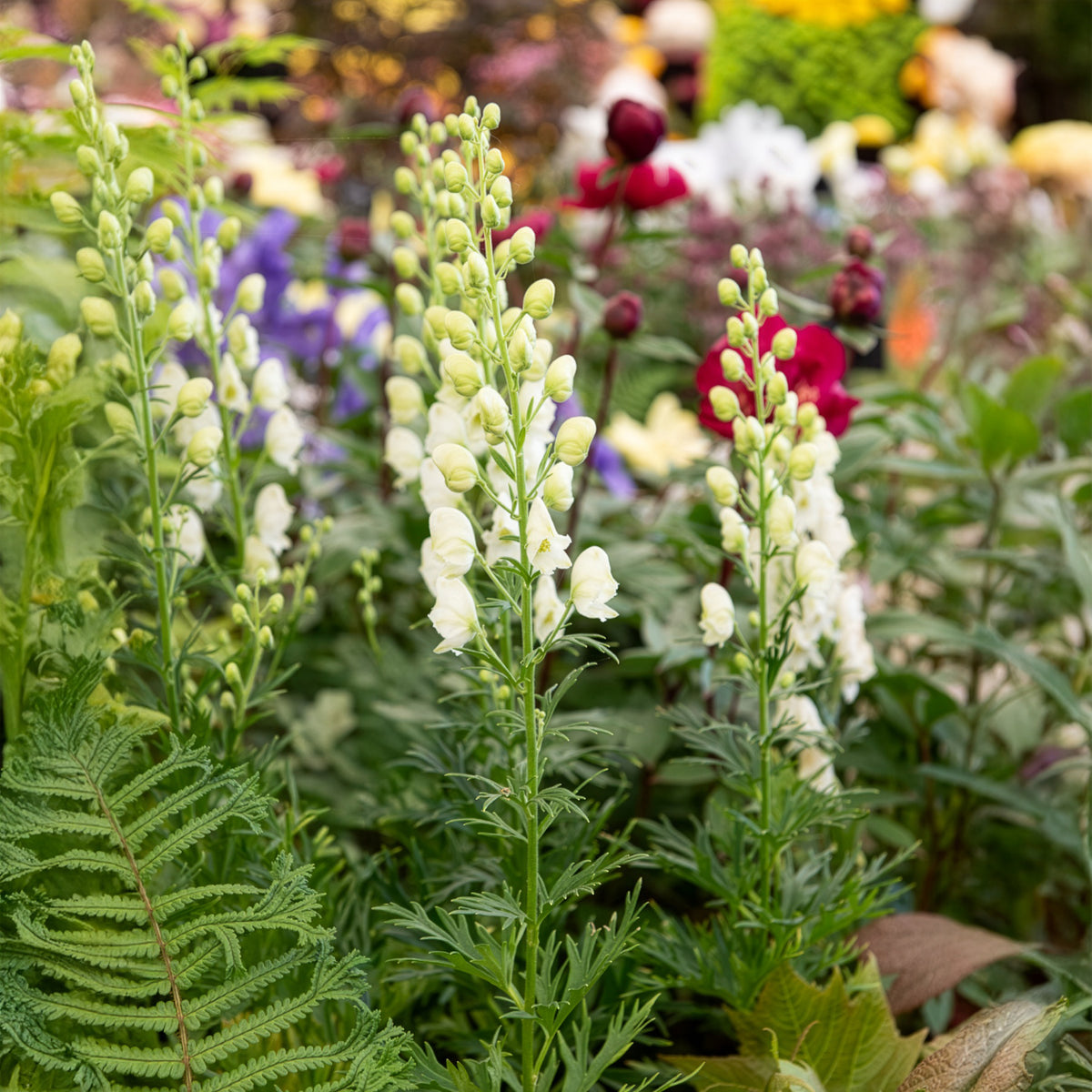 Aconit blanc - Aconitum napellus Album - Willemse