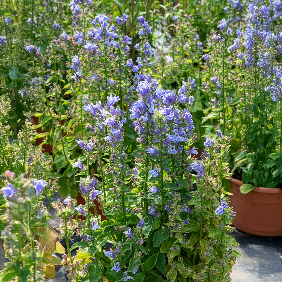 Grande Lobelia - Lobelia siphilitica - Willemse