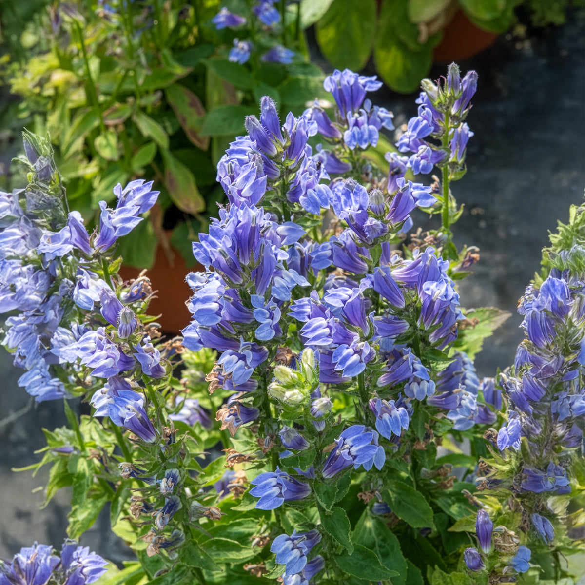Grande Lobelia - Lobelia siphilitica - Willemse