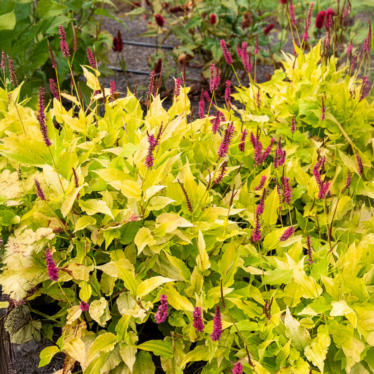 Renouée Golden Arrow - Persicaire - Persicaria amplexicaulis Golden Arrow - Willemse