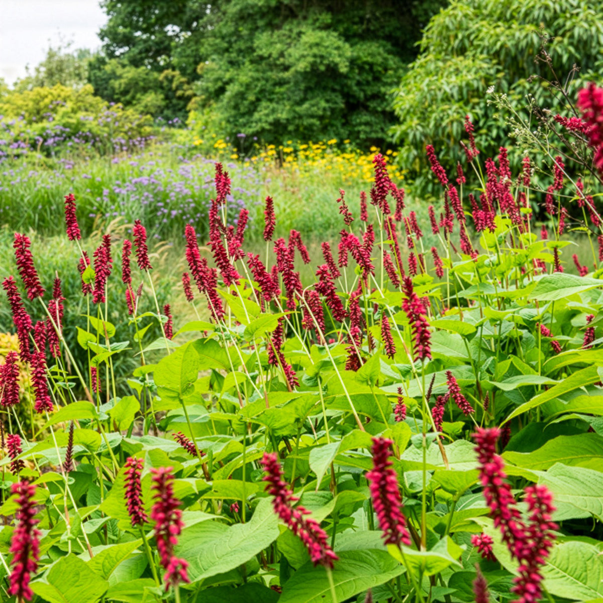 Renouée Blackfield - Persicaire - Persicaria amplexicaulis Blackfield - Willemse