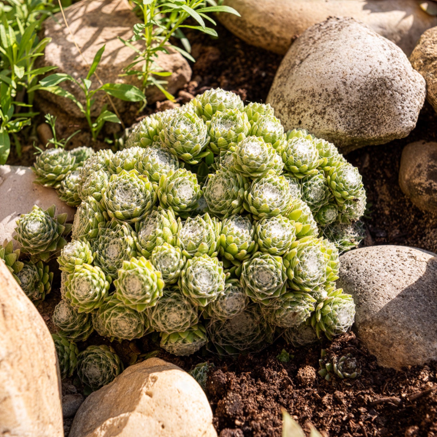 2000 Graines Sempervivum Hybridum – Couvre-Sol Résistant & Décoratif, Plantes Joubarbes Faciles D’Entretien