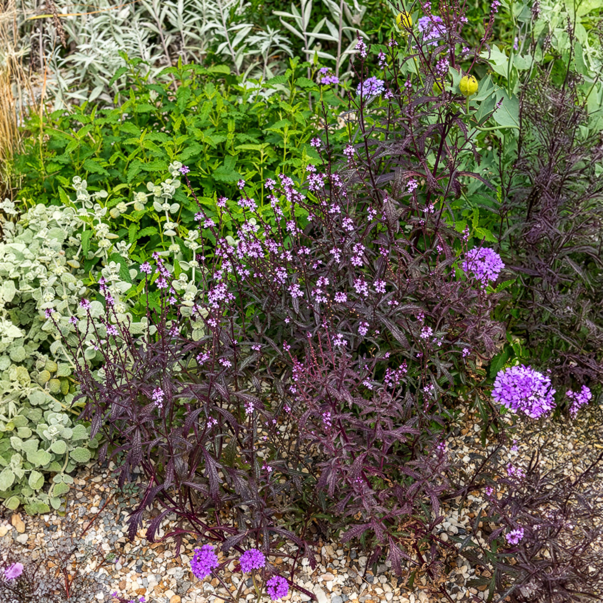 Verveine officinale Bampton - Verbena officinalis Bampton - Willemse