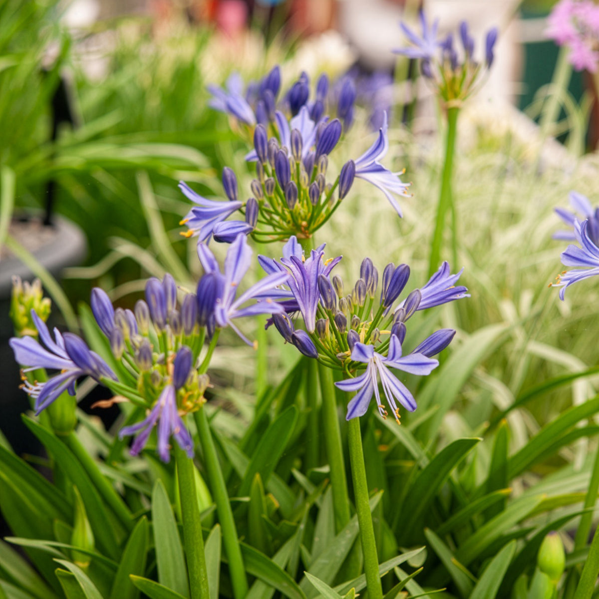 Agapanthe Charlotte - Agapanthus Charlotte - Willemse