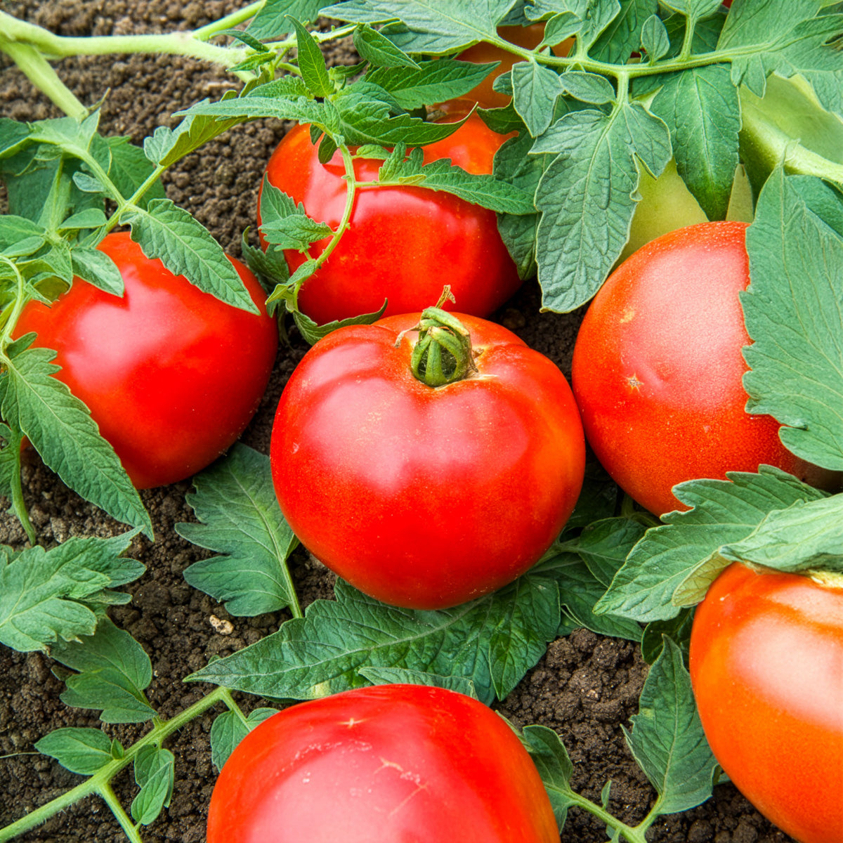 Tomate Pyros F1 - Solanum lycopersicum Pyros F1 - Willemse