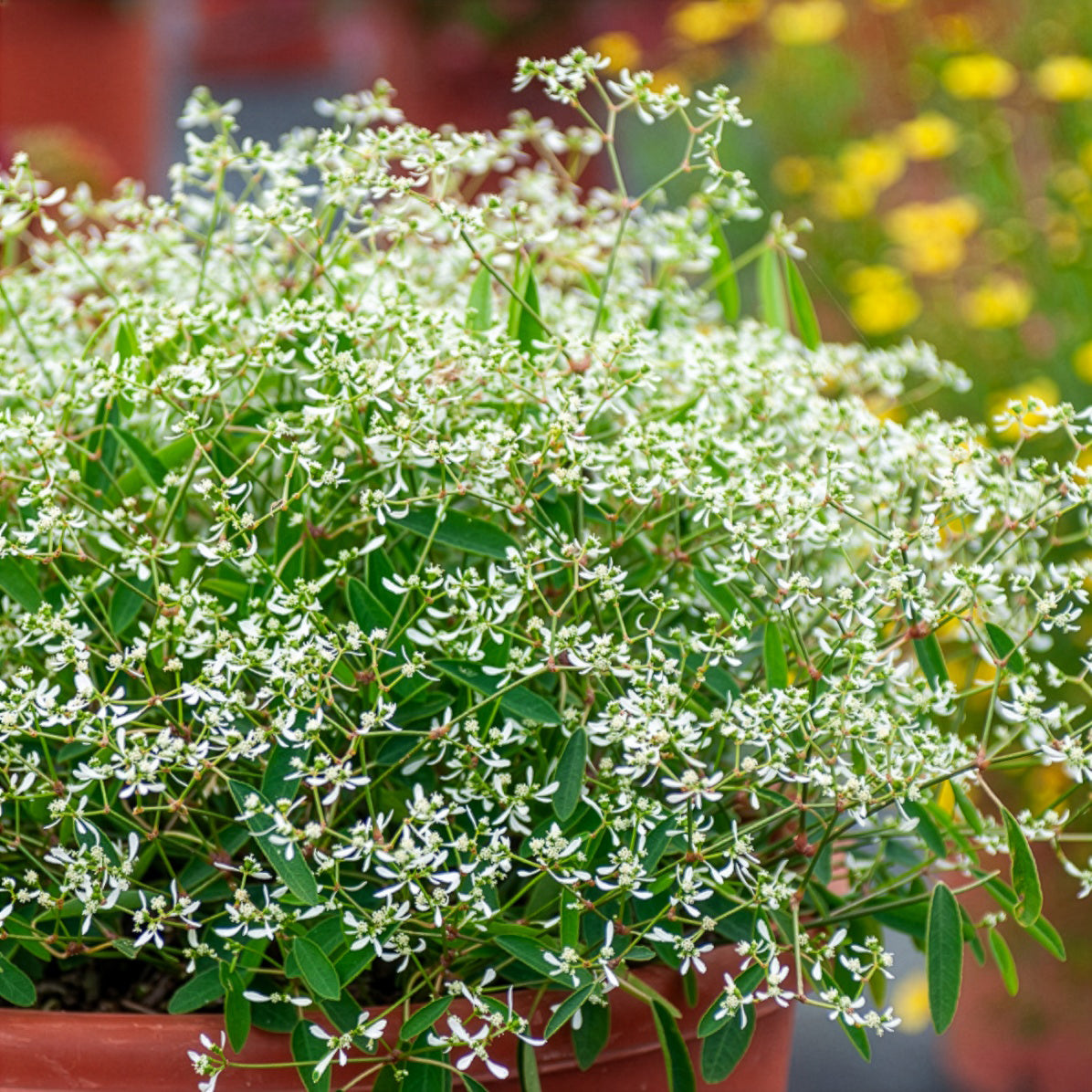 Euphorbe Diamond Frost - Euphorbia hypericifolia Diamond Frost - Willemse