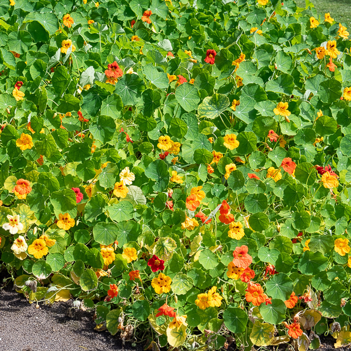 Capucine jaune - Tropaeolum majus - Willemse