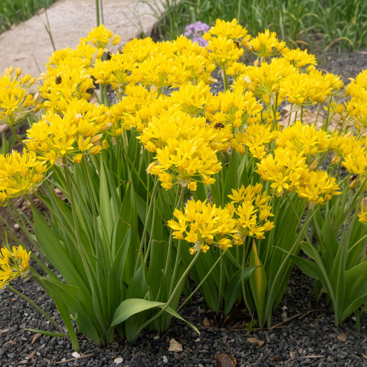 Allium doré - - Willemse