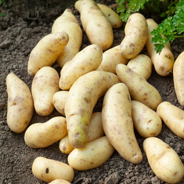25 Pommes de terre Ratte - Solanum tuberosum ratte - Plants de Pommes de Terre