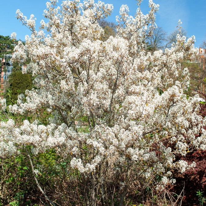 Amélanchier De Lamarck En Pot 3 Litres - Arbuste Caduc Floraison Blanche Avril - Hauteur Adulte 6 M