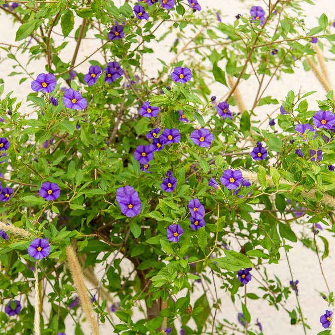 Arbre aux gentianes - Lycianthes rantonnetii - Willemse