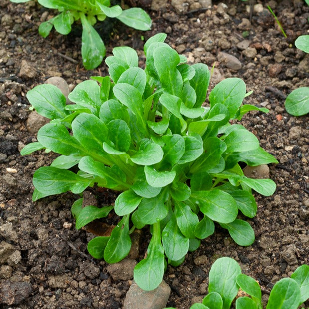 Mâche Verte d'Etampes - Valerianella locusta verte d'etampes - Salades