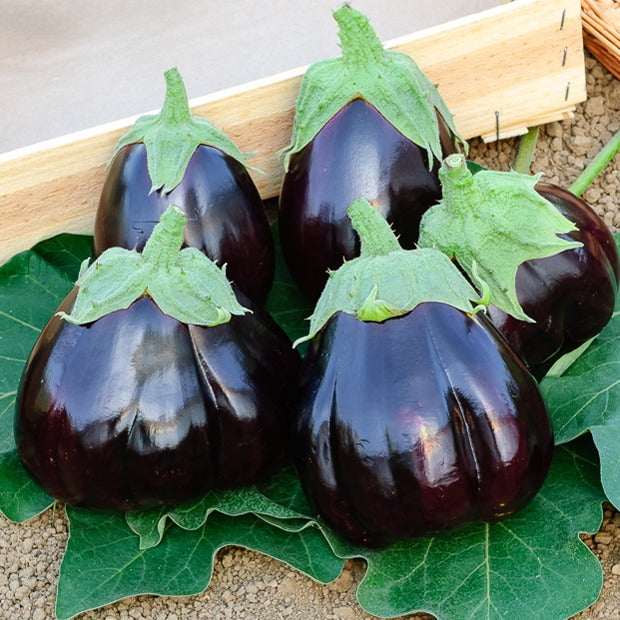 Aubergine Black Beauty - Solanum melongena black beauty - Potager