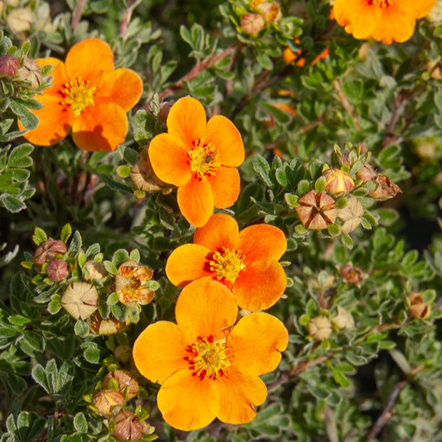 Potentille Hopley's Orange - Potentilla fruticosa hopley's orange - Plantes