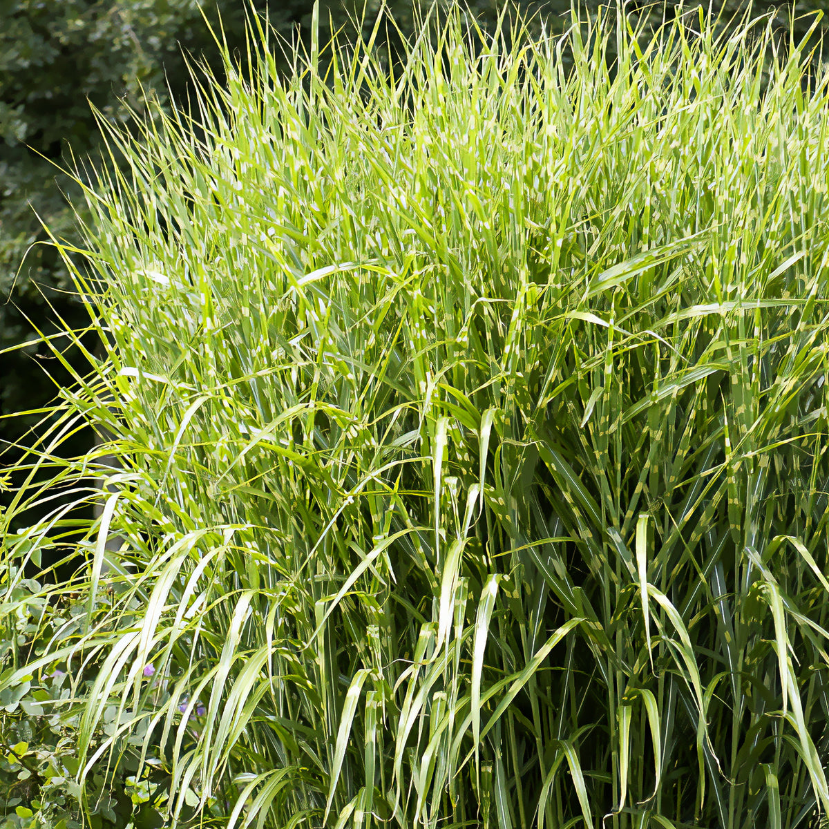 Eulalie Zebrinus - Miscanthus sinensis Zebrinus - Willemse