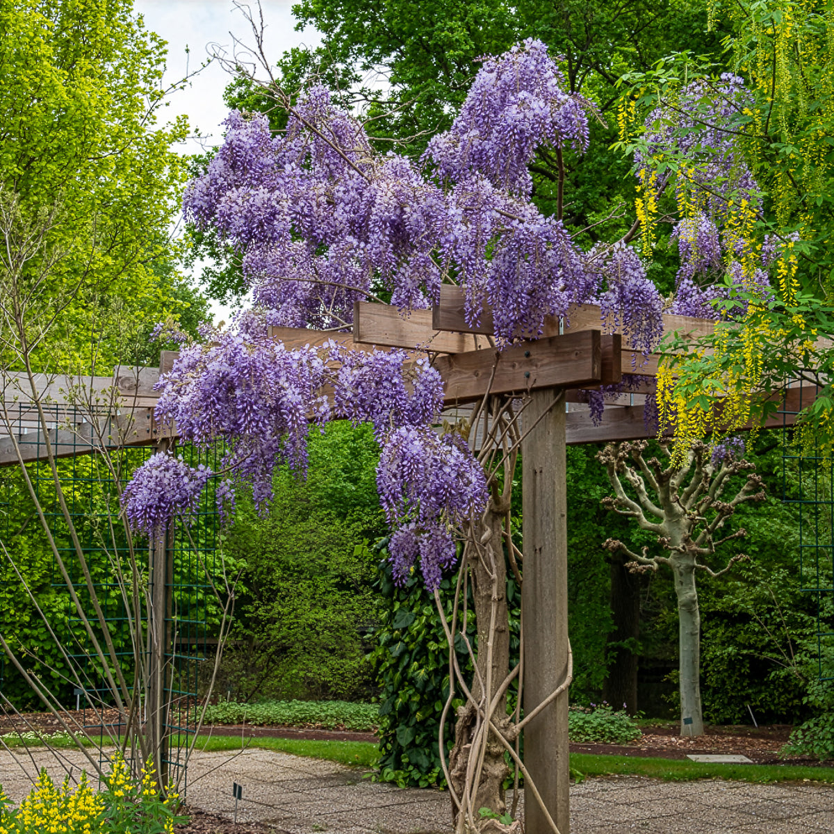 Glycine de Chine Prolific - Wisteria sinensis Prolific - Willemse
