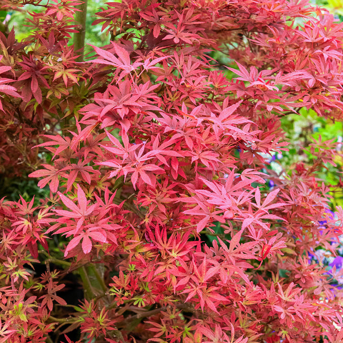 Erable du Japon Shaina - Acer palmatum Shaina - Willemse