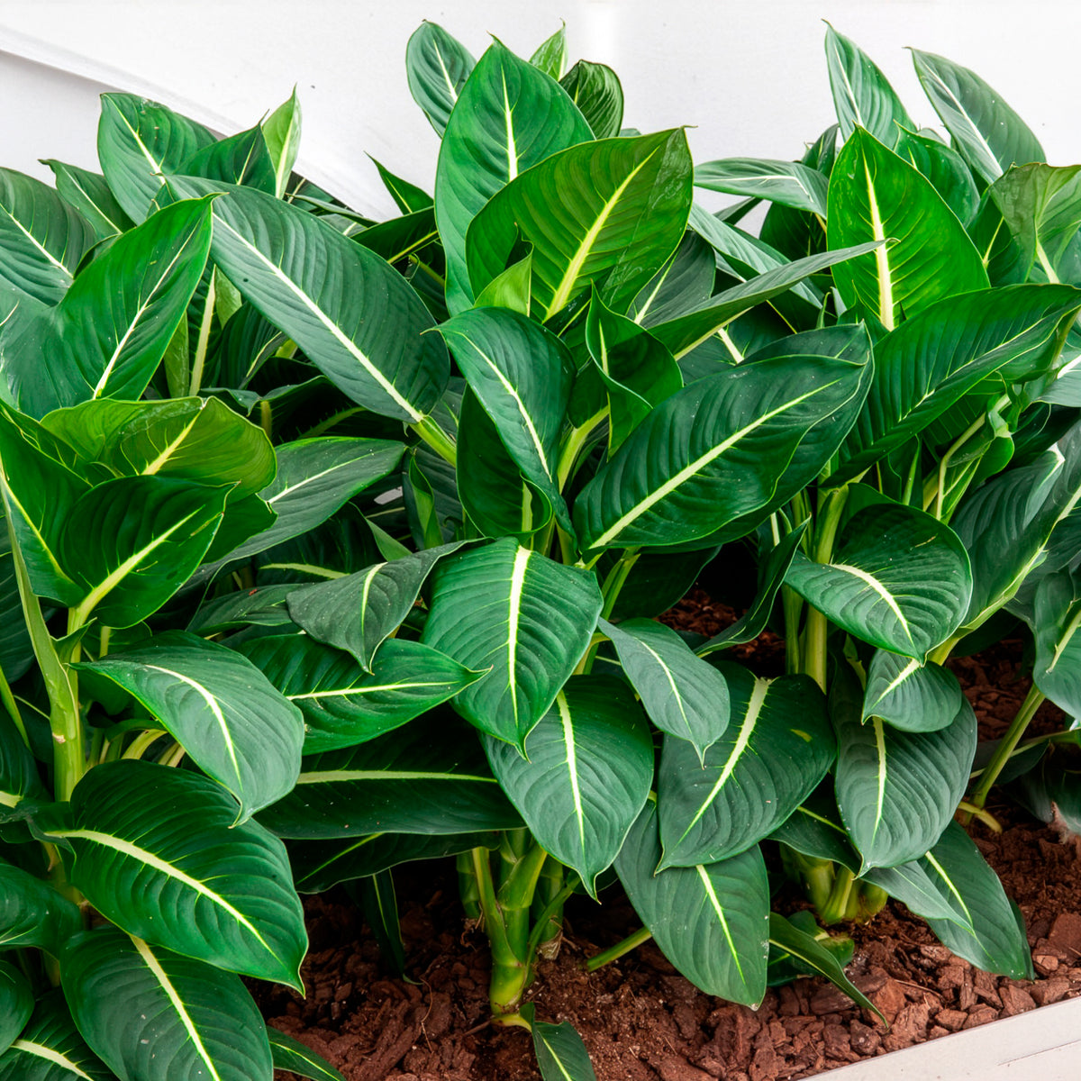 Dieffenbachia Green Magic