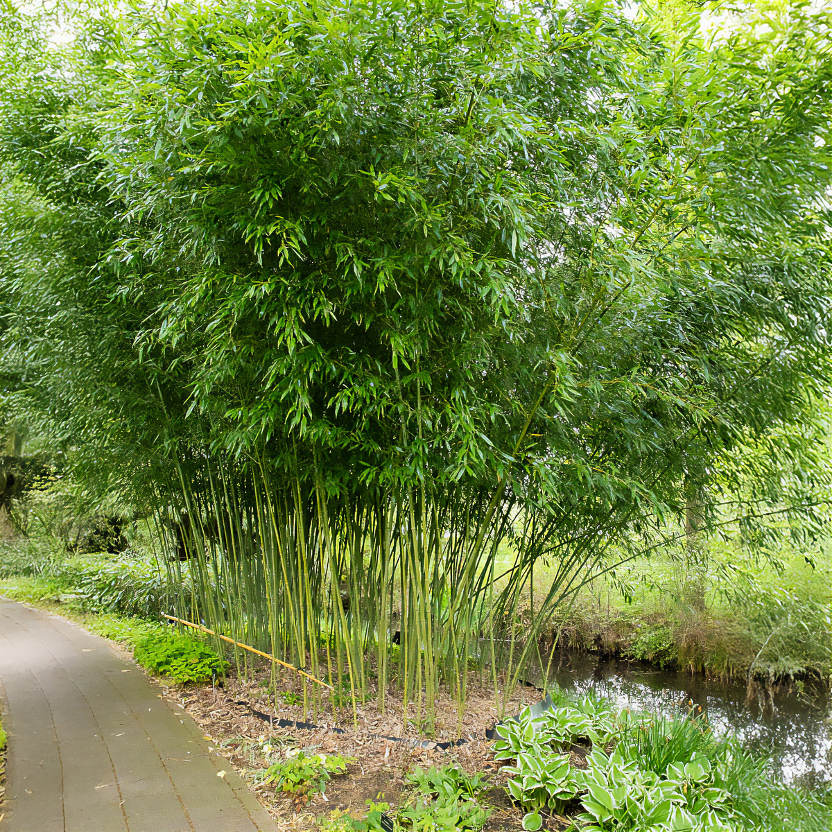 Bambou traçant à chaumes verts - Phyllostachys bissetii - Willemse