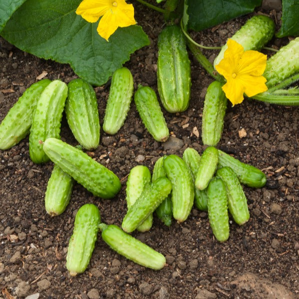 Cornichon Vert Petit de Paris - Cucumis sativus vert petit de paris - Willemse