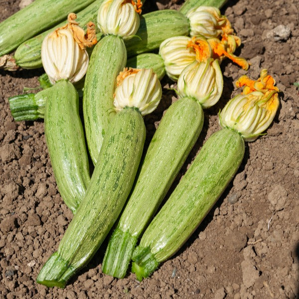 Courgette Profusion - Grisette de Provence - Cucurbita pepo profusion (grisette de provence) - Willemse
