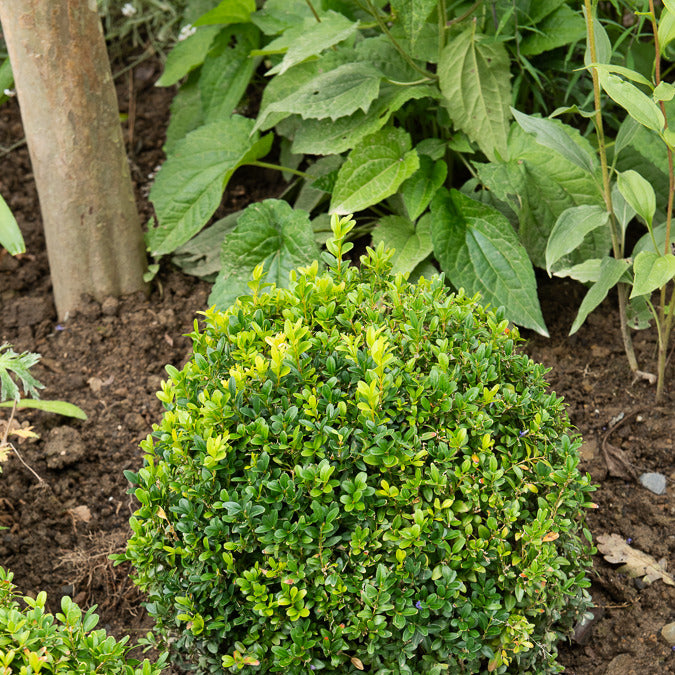 Buis boule - Buxus sempervirens - Willemse