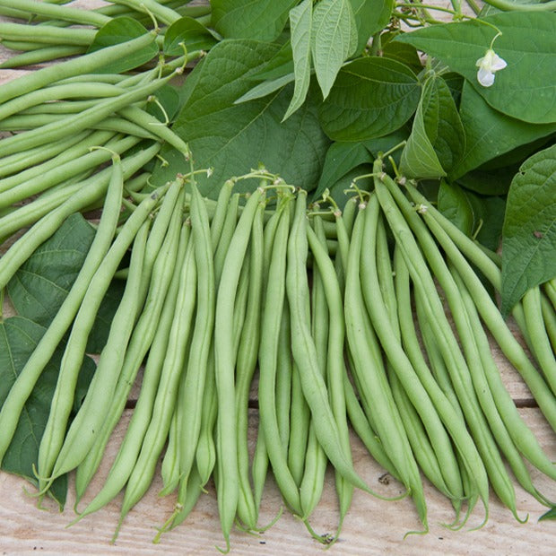 Haricot nain Cupidon - Phaseolus vulgaris nain cupidon (obt. gautier) - Potager