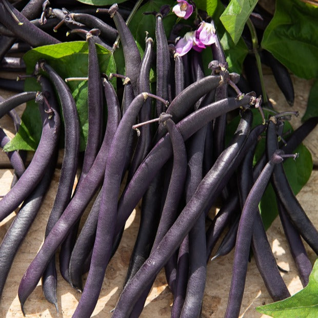 Haricot mangetout Purple Queen - Phaseolus vulgaris purple queen - Graines de fruits et légumes