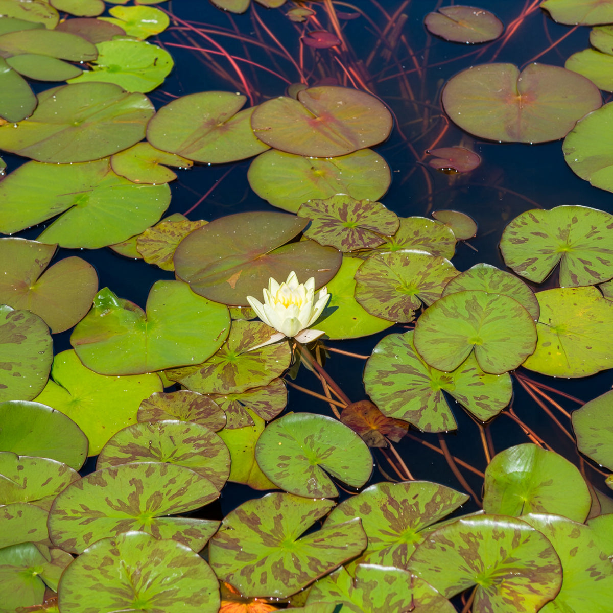 Nénuphar Marliacea Chromatella - Nymphaea marliacea Chromatella - Willemse