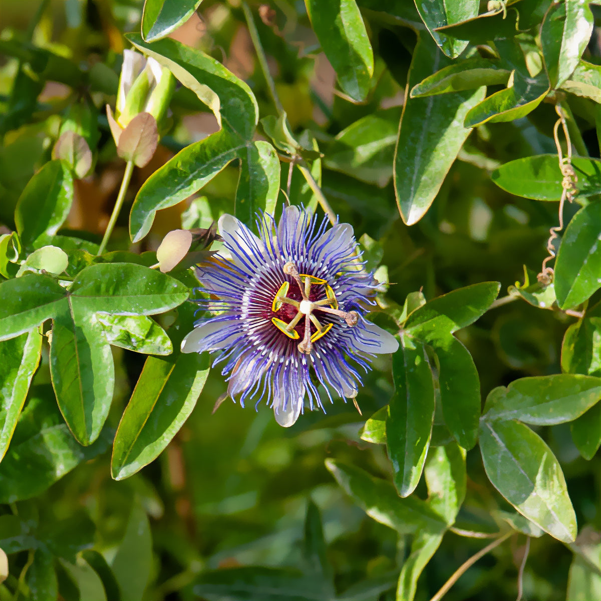Passiflore Purple rain - Passiflora purple rain - Willemse