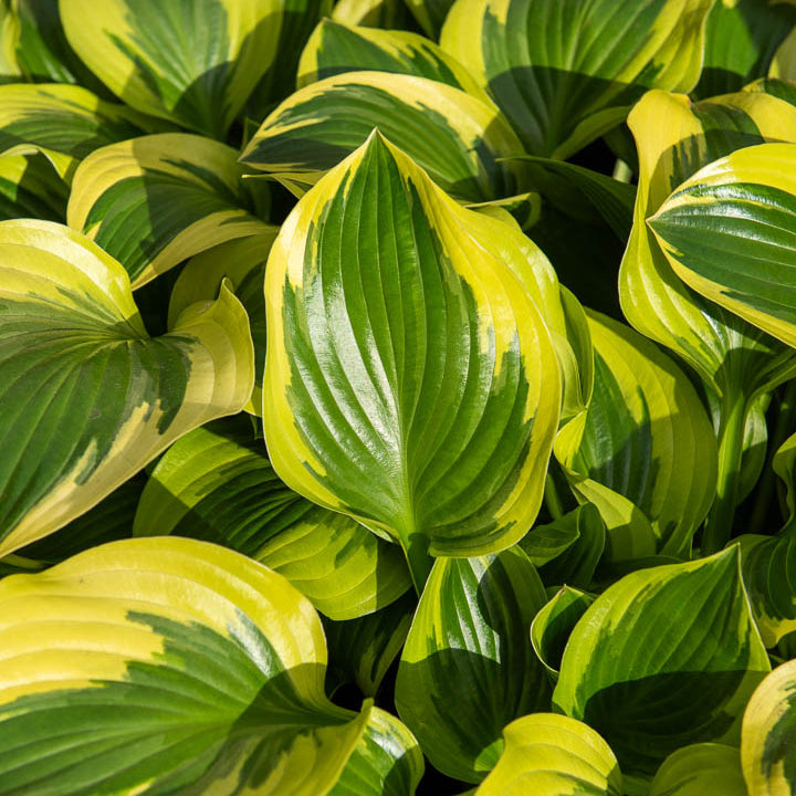 Hosta Queen Josephine - Hosta Queen Josephine - Willemse