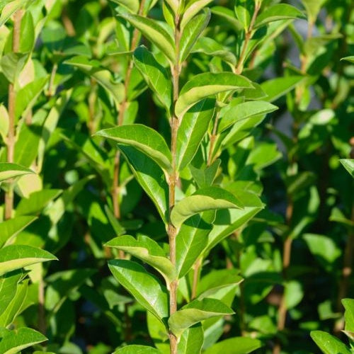 Troène de Californie - Ligustrum ovalifolium - Willemse