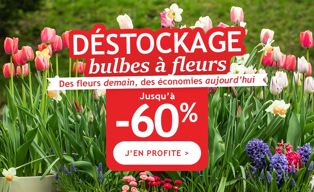 Destockage bulbes à fleurs: jusqu'à -60% de remise !
