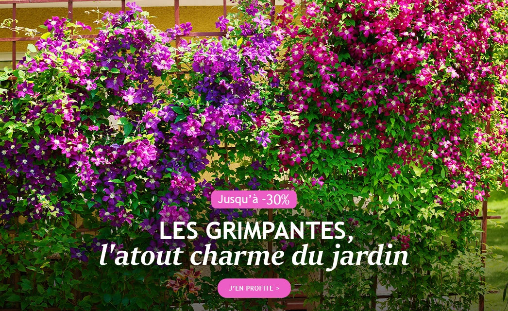 Jusqu’à -30% sur les grimpantes