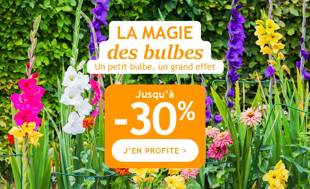 Jusqu’à -30% : la magie des bulbes