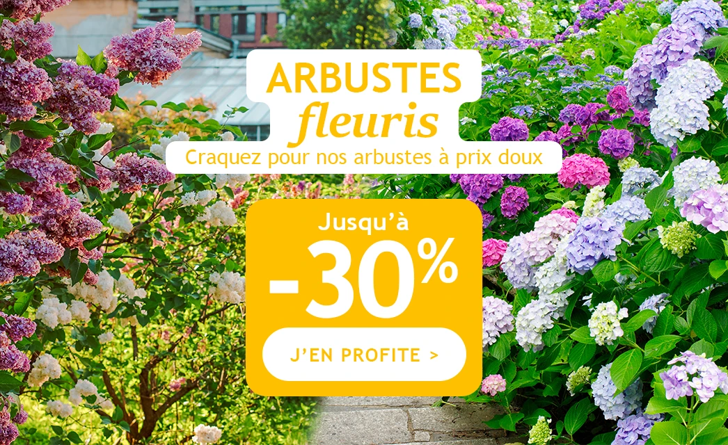 Arbustes fleuris jusqu'à -30%