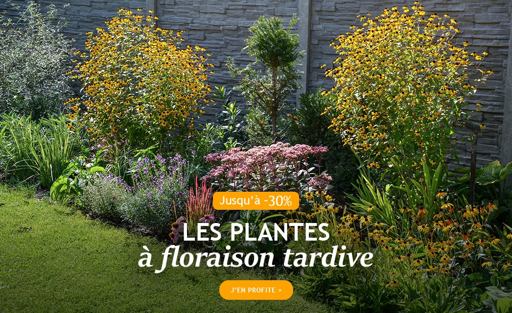 Jusqu'à -30% sur les plantes à floraison tardive