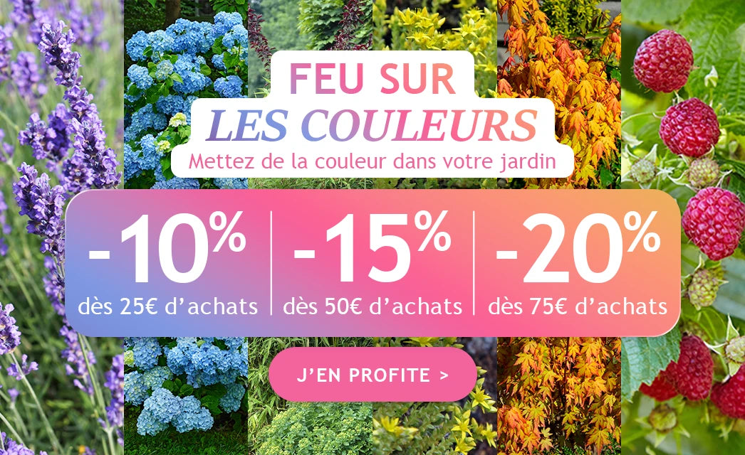 Jusqu'à -20% pour colorer le jardin !