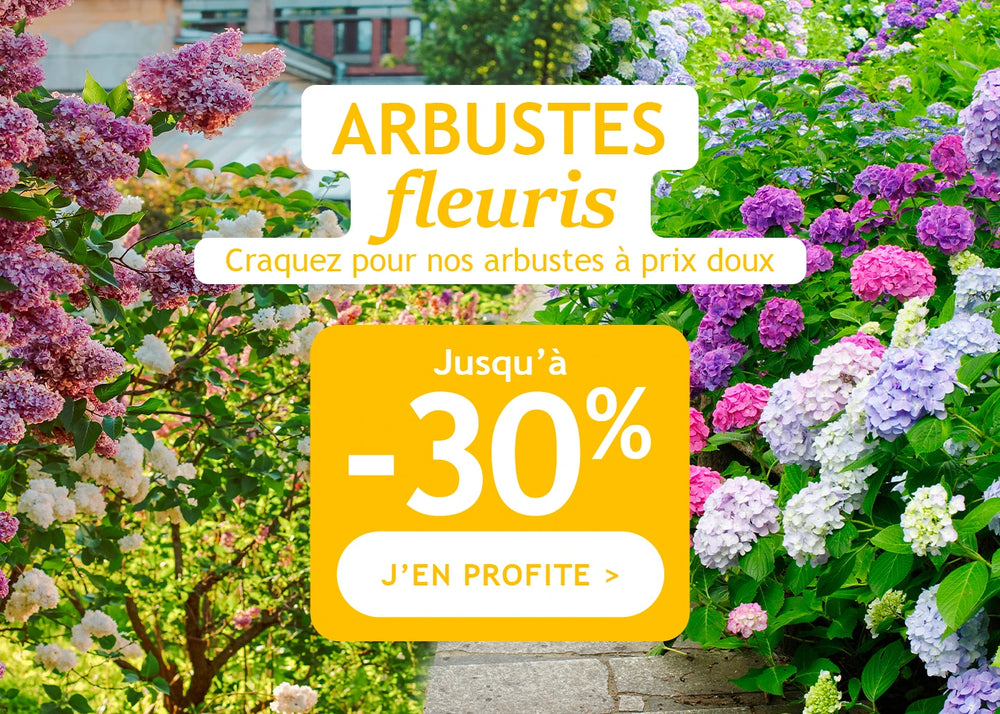 Arbustes fleuris jusqu'à -30%