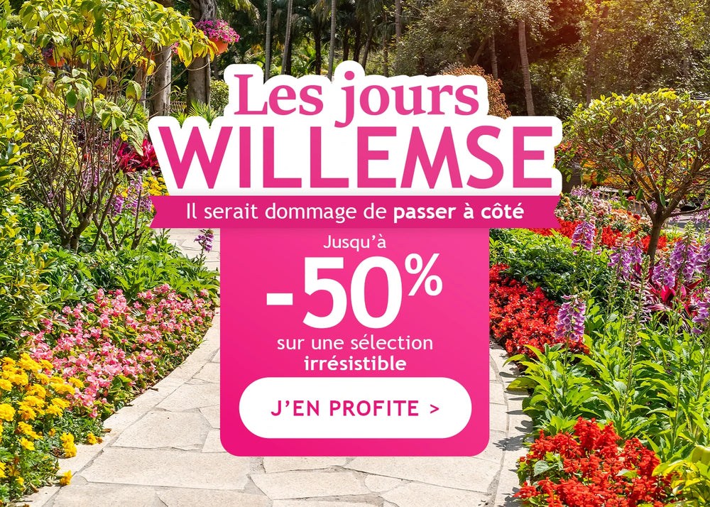 Les Jours Willemse continuent : jusqu’à -50% de remise !