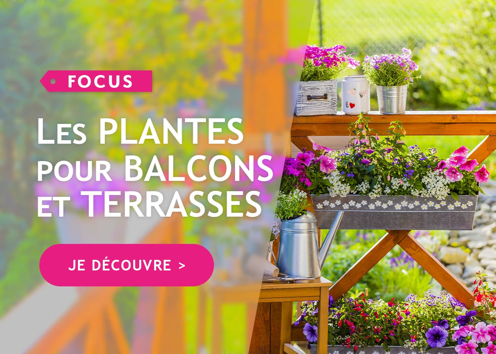 Focus: les plantes de terrasses et balcons