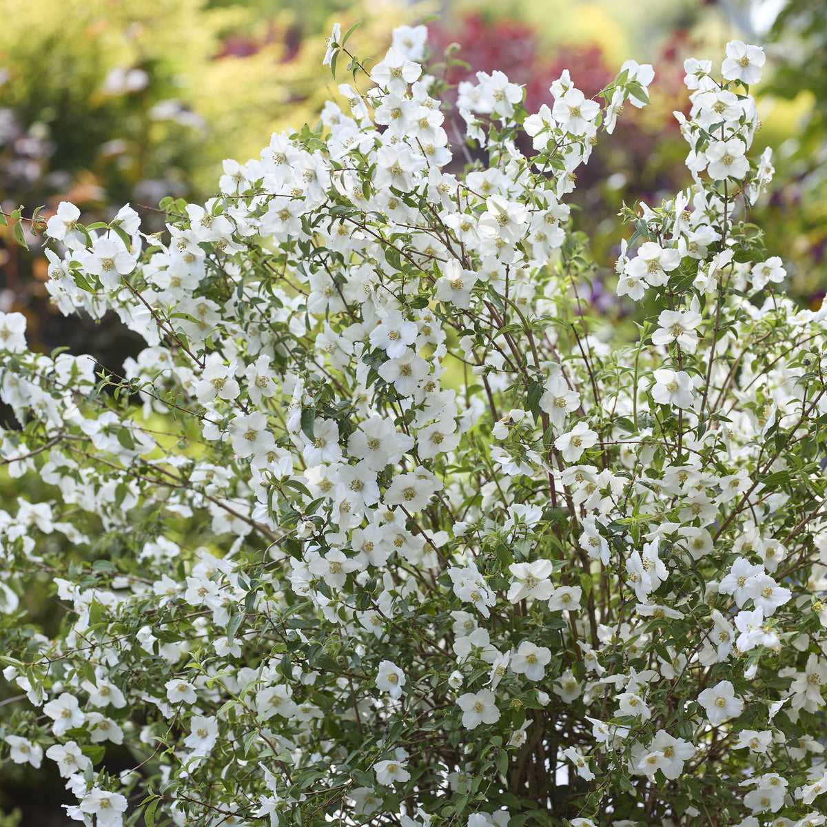 Seringat nain Petite Perfume White ® - PHILADELPHUS coronarius Petite Perfume white® - Willemse