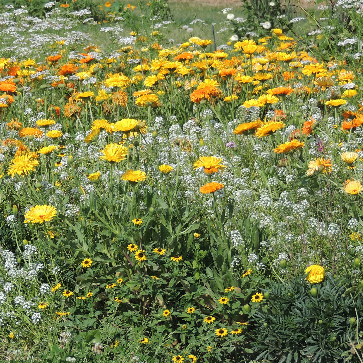 Fleurs en mélange anti-pucerons - - Willemse
