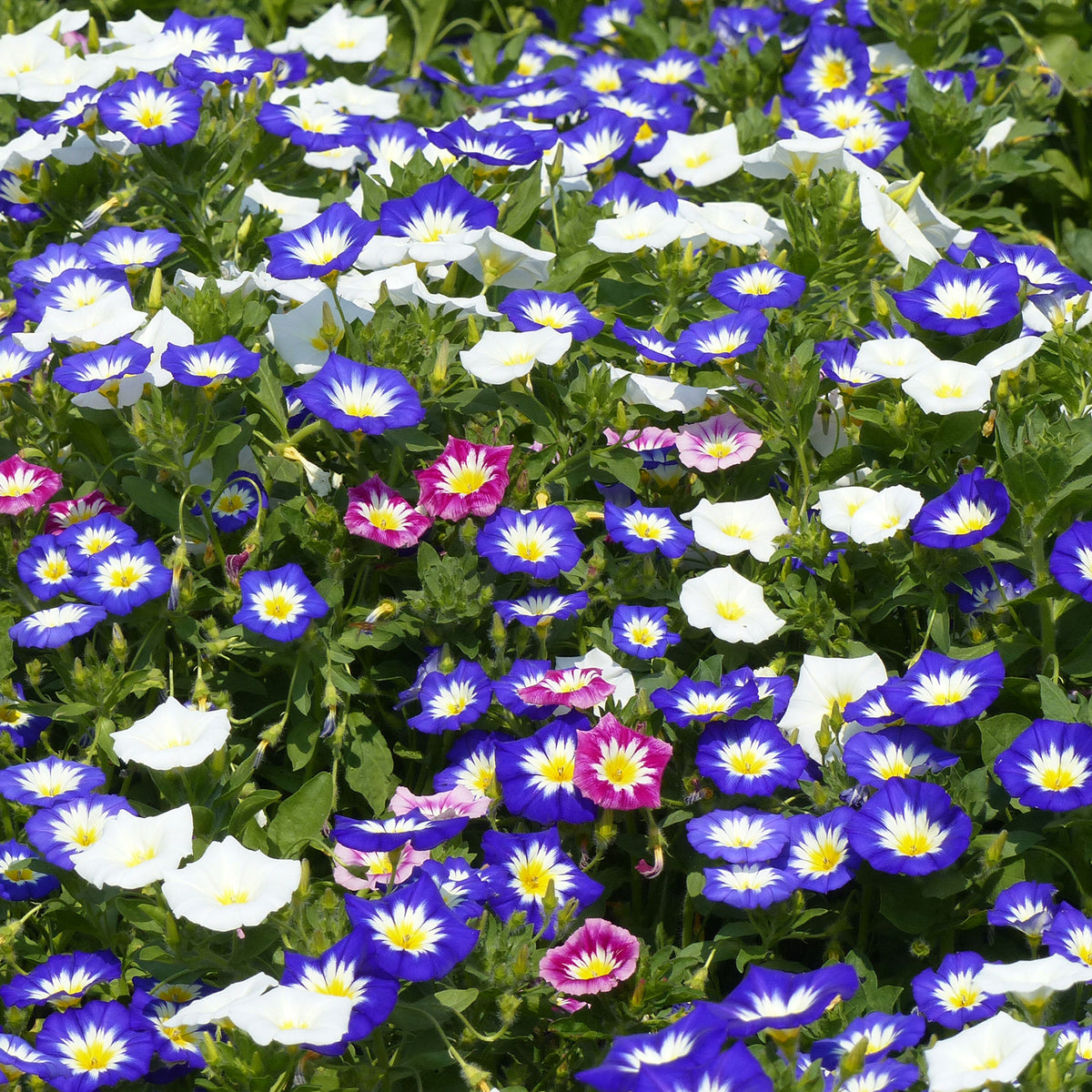 Belle de jour variées - Convolvulus tricolor - Willemse