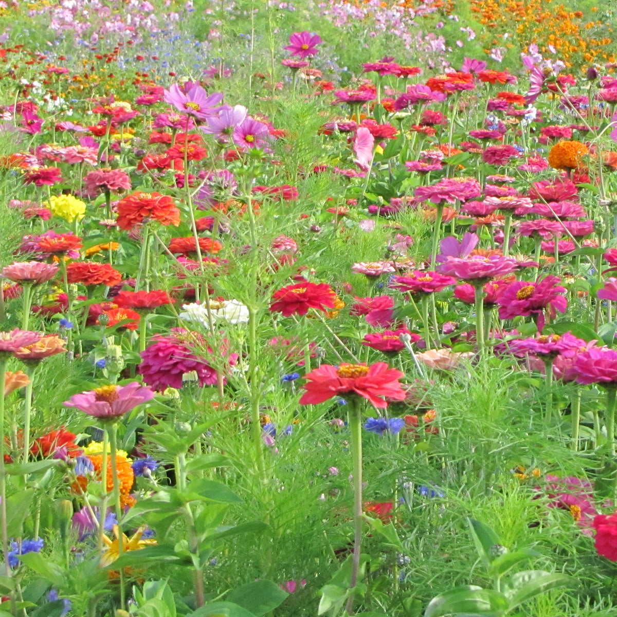 Graines de fleurs spécial fleurs à couper en mélange - - Willemse