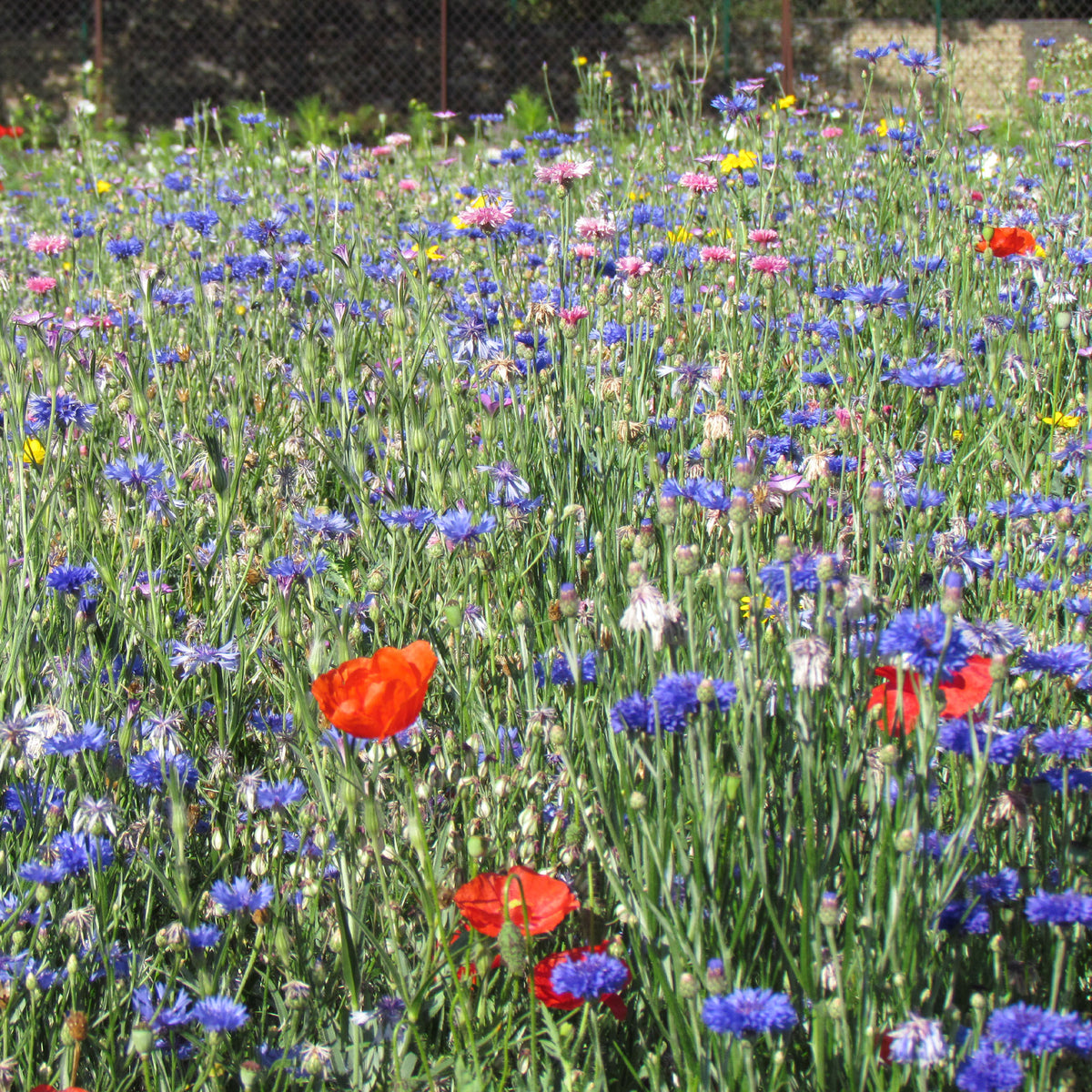 Fleurs des champs en mélange - Mélange fleurs des champs - Willemse