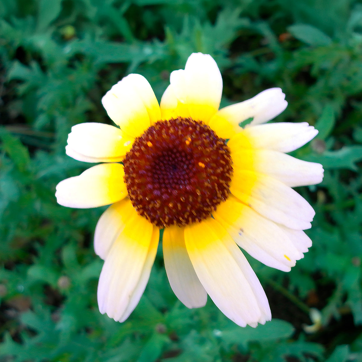 Chrysanthème à carène Polar Star - Chrysanthemum carinatum Polar Star - Willemse